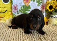 Rhett Wire, a male Dachshund for sale in Gaffney, SC – 7 of 7