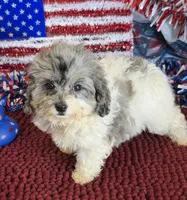 Buttons, a male Cockapoo for sale in Gaffney, SC – 3 of 4