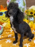 Lady, a female Poodle - Toy  for sale in Gaffney, SC – 2 of 6