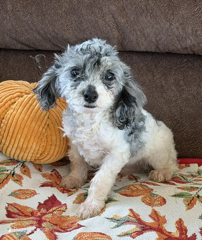 Buttons – Cockapoo puppy for sale in Gaffney, SC