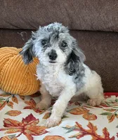 Buttons, a male Cockapoo for sale in Gaffney, SC – 1 of 3