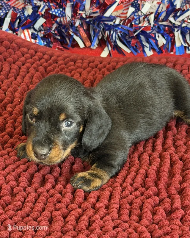 Rhett Wire – Dachshund puppy for sale in Gaffney, SC