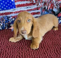 Bentley, a male Miniature Dachshund for sale in Gaffney, SC – 3 of 3
