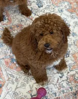 Dolly, a female Miniature Labradoodle for sale in Gaffney, SC – 3 of 7