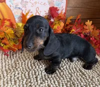 Simon, a male Miniature Dachshund for sale in Gaffney, SC – 2 of 3