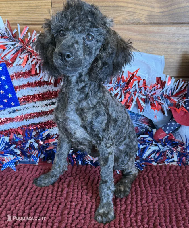 Rascal – Poodle - Toy  puppy for sale in Gaffney, SC