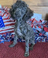 Rascal, a male Poodle - Toy  for sale in Gaffney, SC – 1 of 3