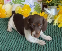 John, a male Miniature Dachshund for sale in Gaffney, SC – 3 of 3