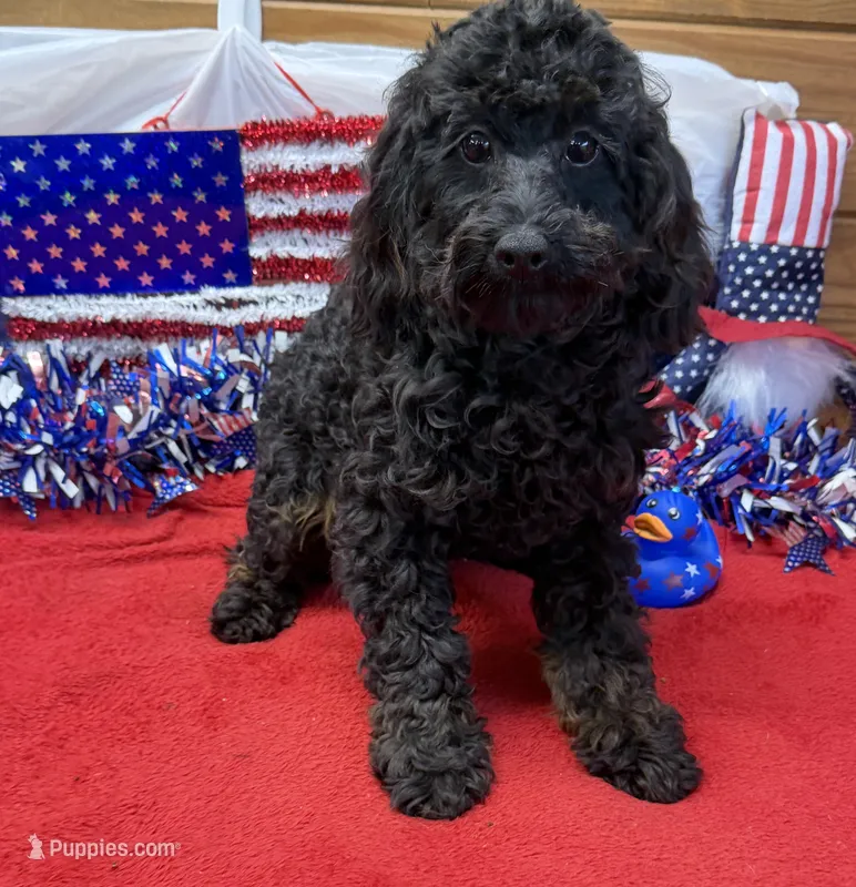 Rocky – Cockapoo puppy for sale in Gaffney, SC