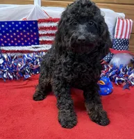 Rocky, a male Cockapoo for sale in Gaffney, SC – 1 of 9