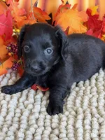 Salem, a female Miniature Dachshund for sale in Gaffney, SC – 2 of 3