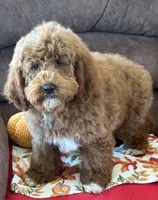 Dolly, a female Miniature Labradoodle for sale in Gaffney, SC – 3 of 3