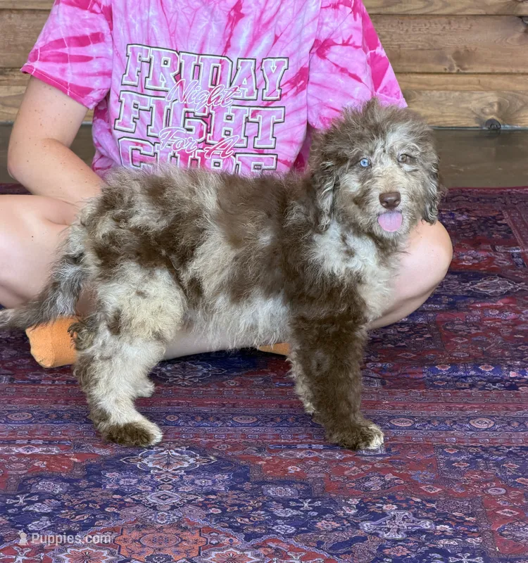 Jasmine – Miniature Labradoodle puppy for sale in Gaffney, SC