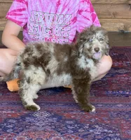 Jasmine, a female Miniature Labradoodle for sale in Gaffney, SC – 1 of 5