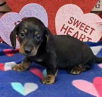 Rolo, a male Dachshund for sale in Gaffney, SC – Photo 1 of 3