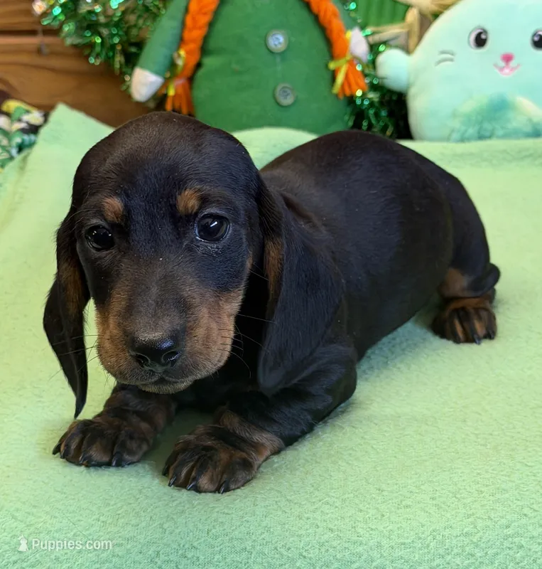 Rolo – Dachshund puppy for sale in Gaffney, SC