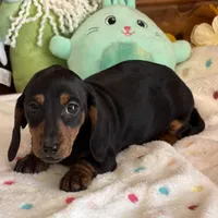 Rolo, a male Dachshund for sale in Gaffney, SC – Photo 3 of 3