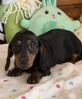 Rolo, a male Dachshund for sale in Gaffney, SC – Photo 2 of 3