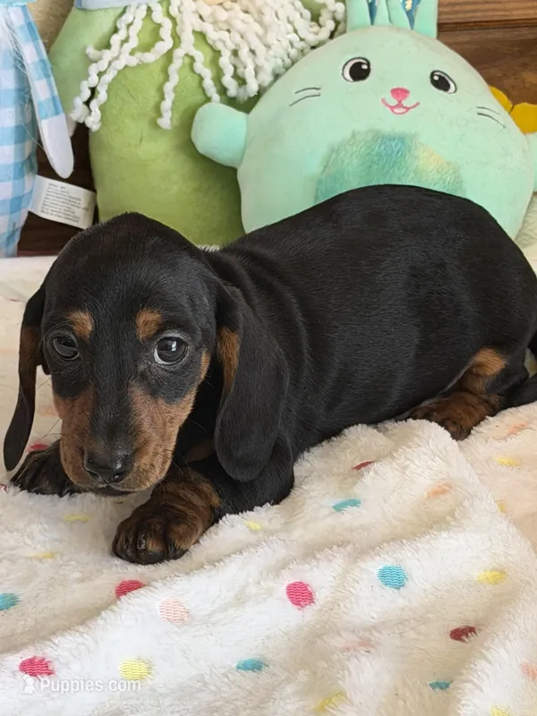 Rolo – Dachshund puppy for sale in Gaffney, SC