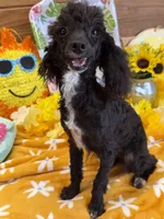 Lady, a female Poodle - Toy  for sale in Gaffney, SC – 4 of 6