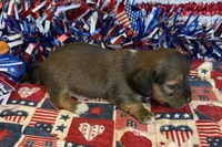 Jack, a male Miniature Dachshund for sale in Gaffney, SC – 3 of 3