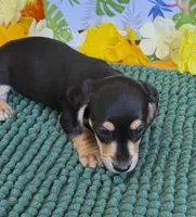 Otis, a male Miniature Dachshund for sale in Gaffney, SC – 2 of 4
