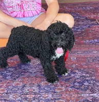 Jade, a female Miniature Labradoodle for sale in Gaffney, SC – 2 of 4