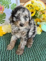 Cosmo, a male Cockapoo for sale in Gaffney, SC – 3 of 3