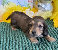 Shadow, a male Miniature Dachshund for sale in Gaffney, SC – 3 of 3