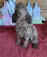 Hank, a male Poodle - Toy  for sale in Gaffney, SC – Photo 3 of 5