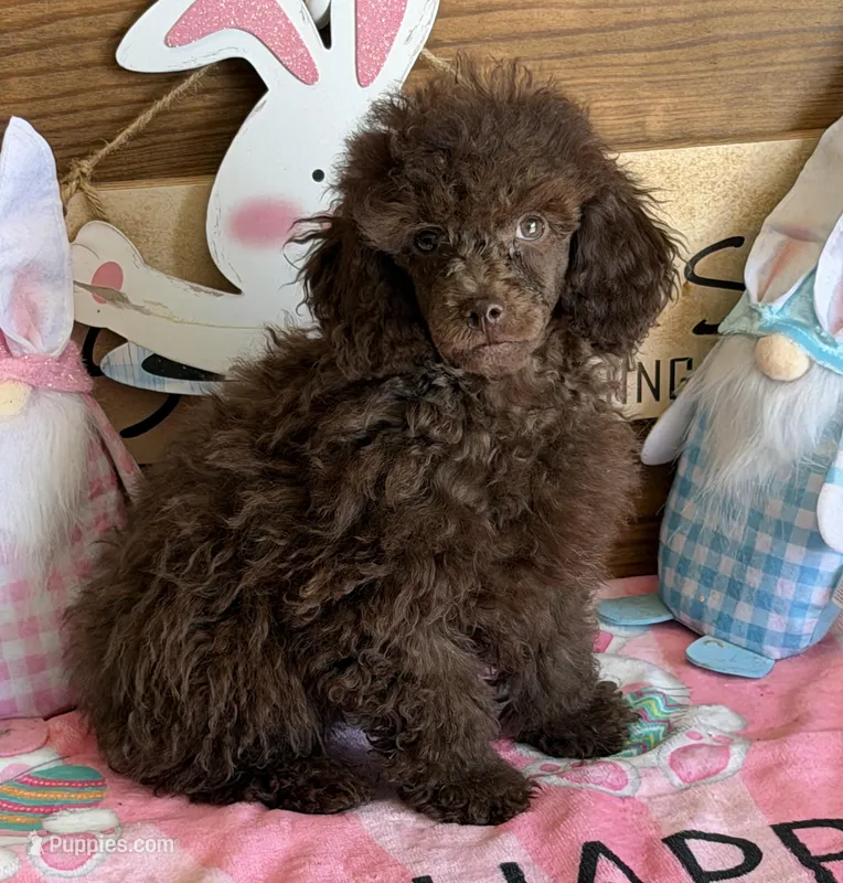 Hank – Poodle - Toy  puppy for sale in Gaffney, SC