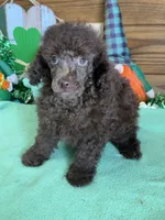 Hank, a male Poodle - Toy  for sale in Gaffney, SC – Photo 3 of 3