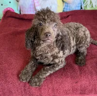 Hank, a male Poodle - Toy  for sale in Gaffney, SC – Photo 4 of 5