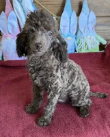 Hank, a male Poodle - Toy  for sale in Gaffney, SC – Photo 5 of 5