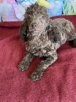 Hank, a male Poodle - Toy  for sale in Gaffney, SC – Photo 2 of 5