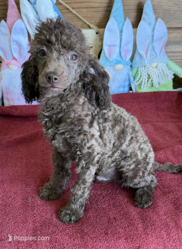 Hank, a male Poodle - Toy  for sale in Gaffney, SC – Photo 1 of 5