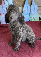 Hank, a male Poodle - Toy  for sale in Gaffney, SC – Photo 1 of 5