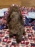Hank, a male Poodle - Toy  for sale in Gaffney, SC – 3 of 4