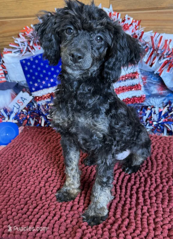Maxine – Poodle - Toy  puppy for sale in Gaffney, SC