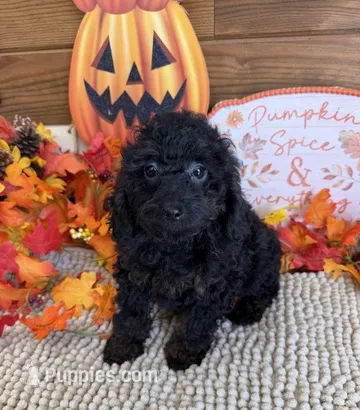 Cassidy – Cockapoo puppy for sale in Gaffney, SC
