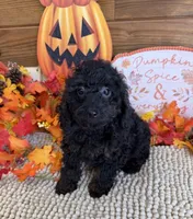 Cassidy, a female Cockapoo for sale in Gaffney, SC – 1 of 3