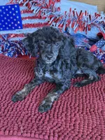 Maxine, a female Poodle - Toy  for sale in Gaffney, SC – 3 of 3