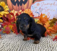 Katie, a female Miniature Dachshund for sale in Gaffney, SC – 1 of 3