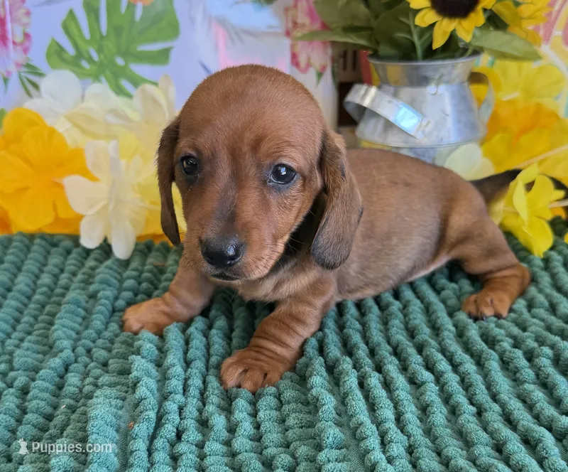 Reba 1 – Miniature Dachshund puppy for sale in Gaffney, SC