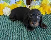 Rhett Wire, a male Dachshund for sale in Gaffney, SC – 1 of 4