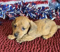 Hold- Tony, a female Miniature Dachshund for sale in Gaffney, SC – 3 of 3