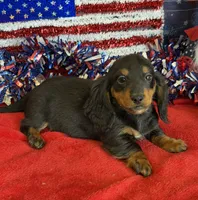 Zipper, a male Miniature Dachshund for sale in Gaffney, SC – 5 of 6