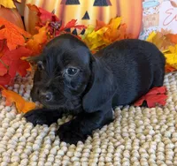 Solid Black Wire Boy, a male Miniature Dachshund for sale in Gaffney, SC – 1 of 6