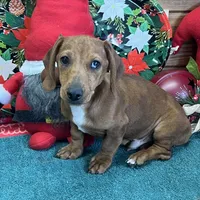 Rusty, a male Dachshund for sale in Gaffney, SC – Photo 4 of 4