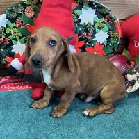 Rusty, a male Dachshund for sale in Gaffney, SC – Photo 3 of 4